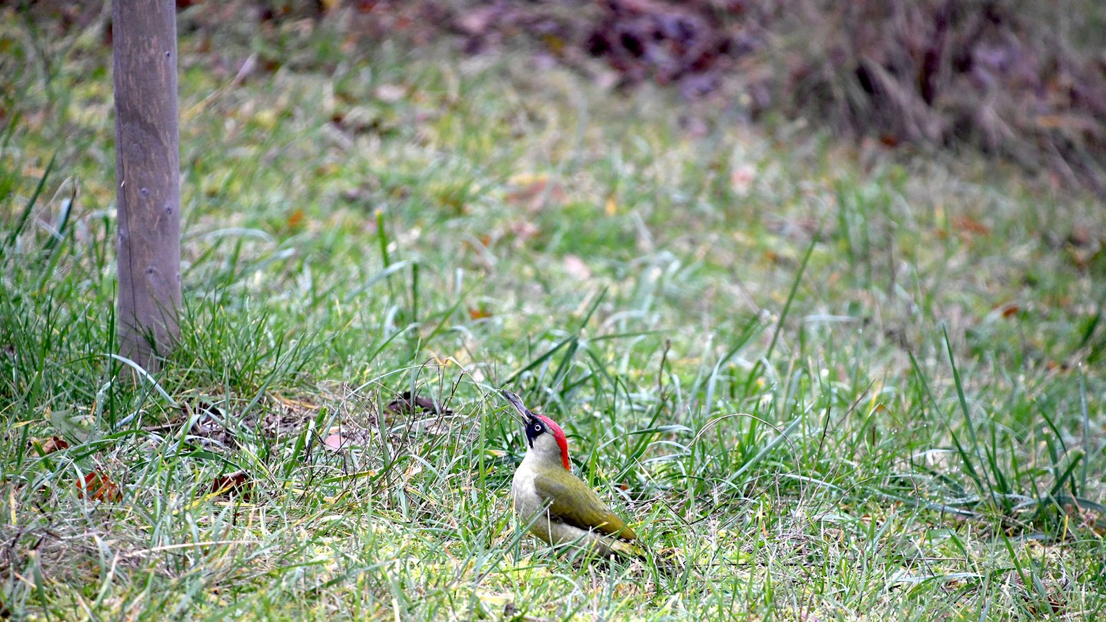 Green Woodpecker