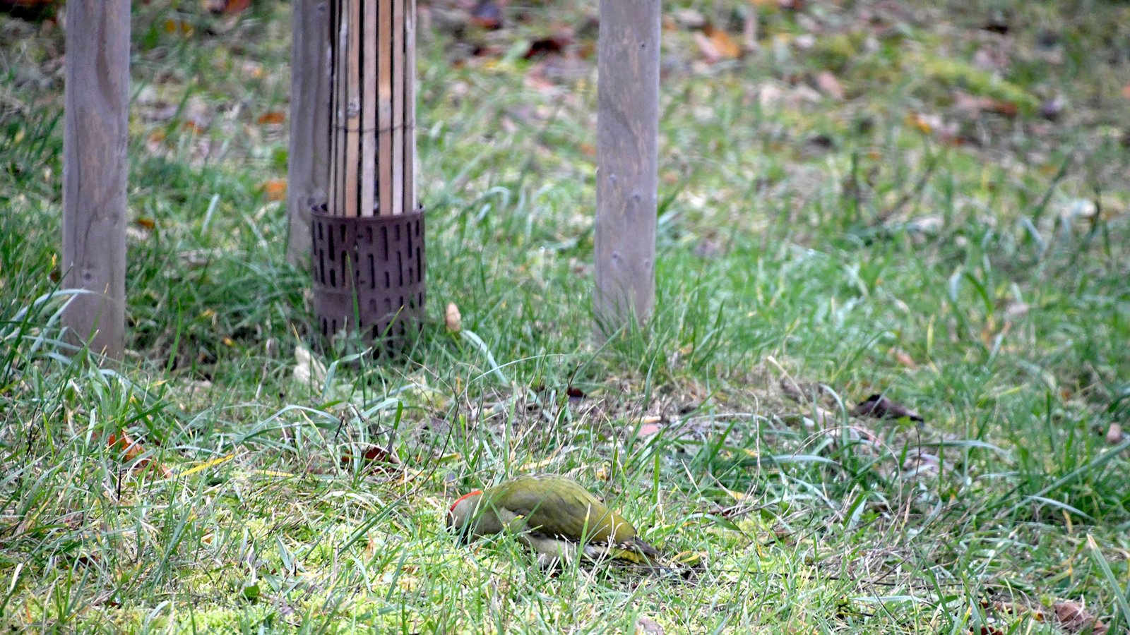 Green woodpecker 02