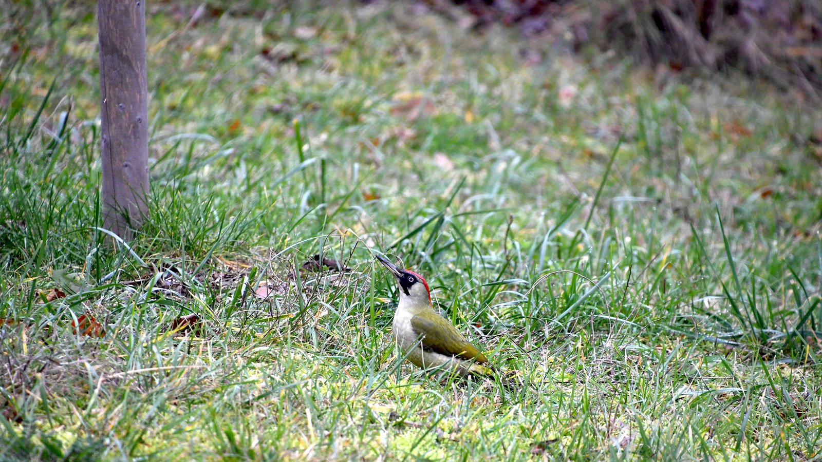 Green woodpecker 03