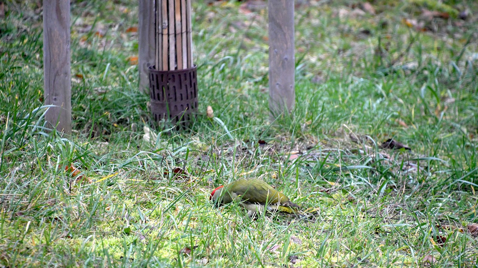 Green woodpecker 06