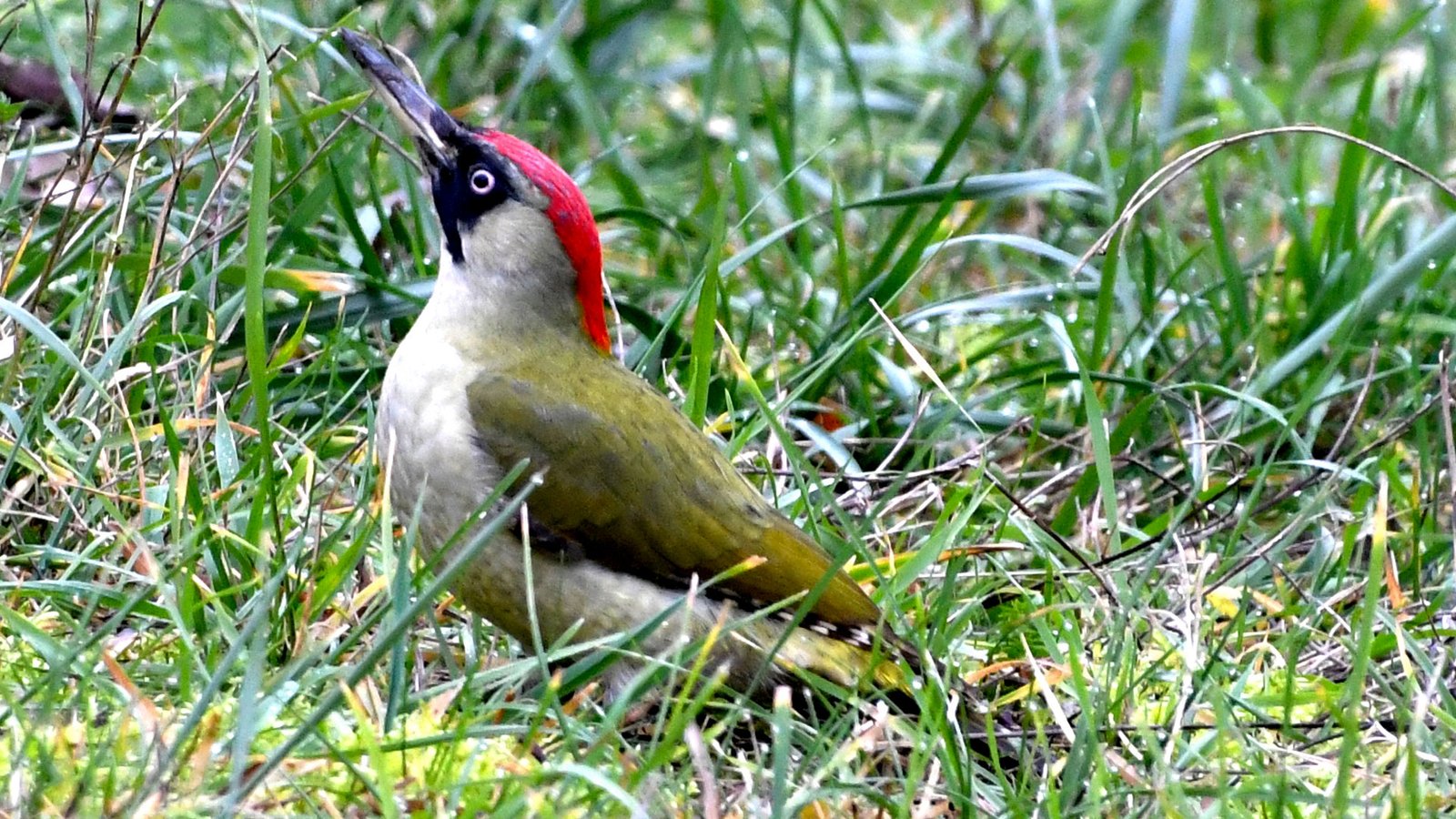 Green woodpecker 09