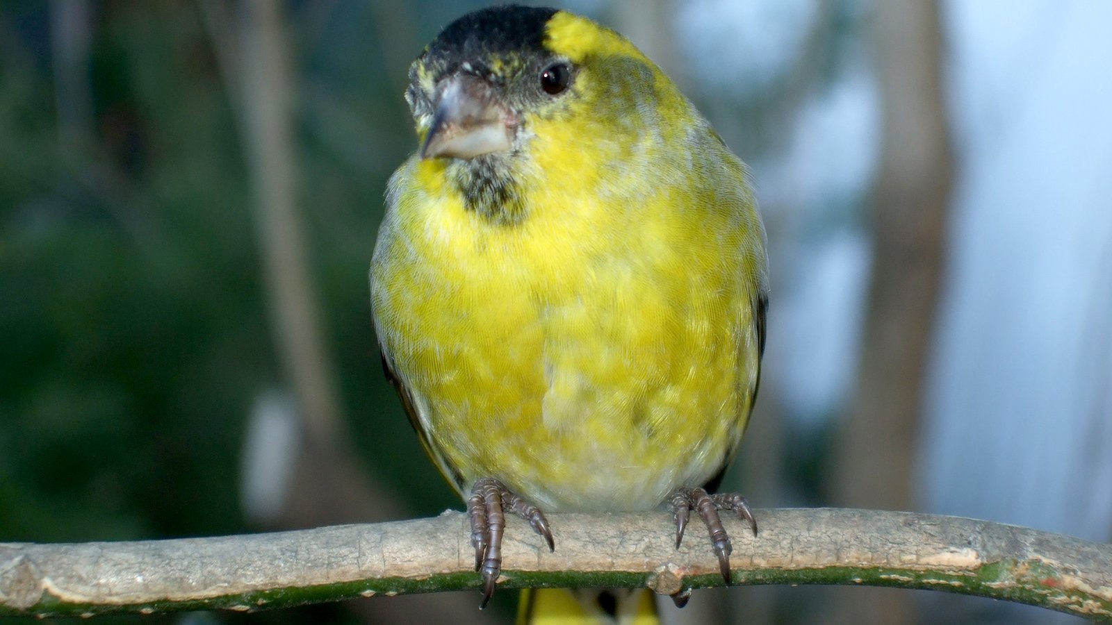 Siskin - Erlrnzrisling