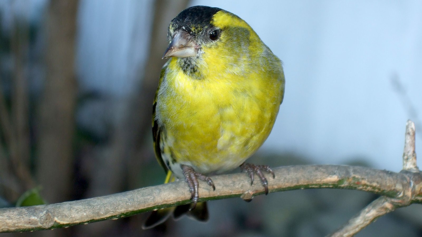 Siskin erlenzeisig 05