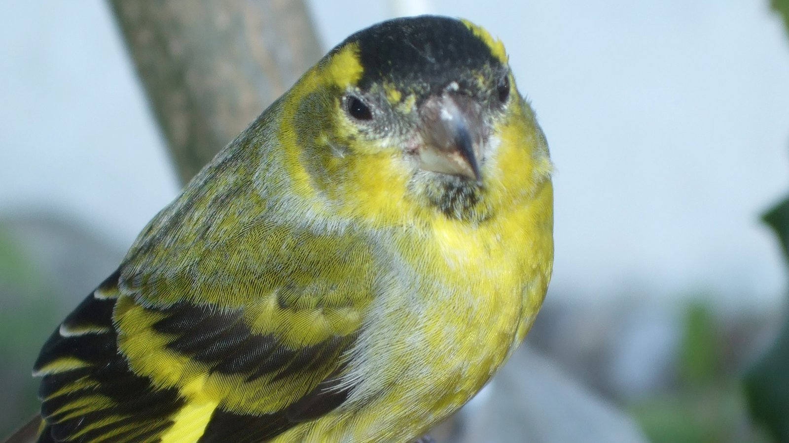 Siskin erlenzeisig 07