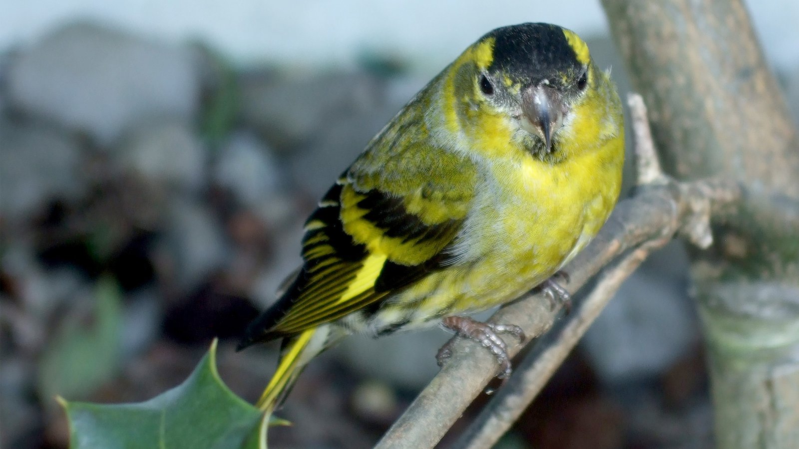 Siskin erlenzeisig 08