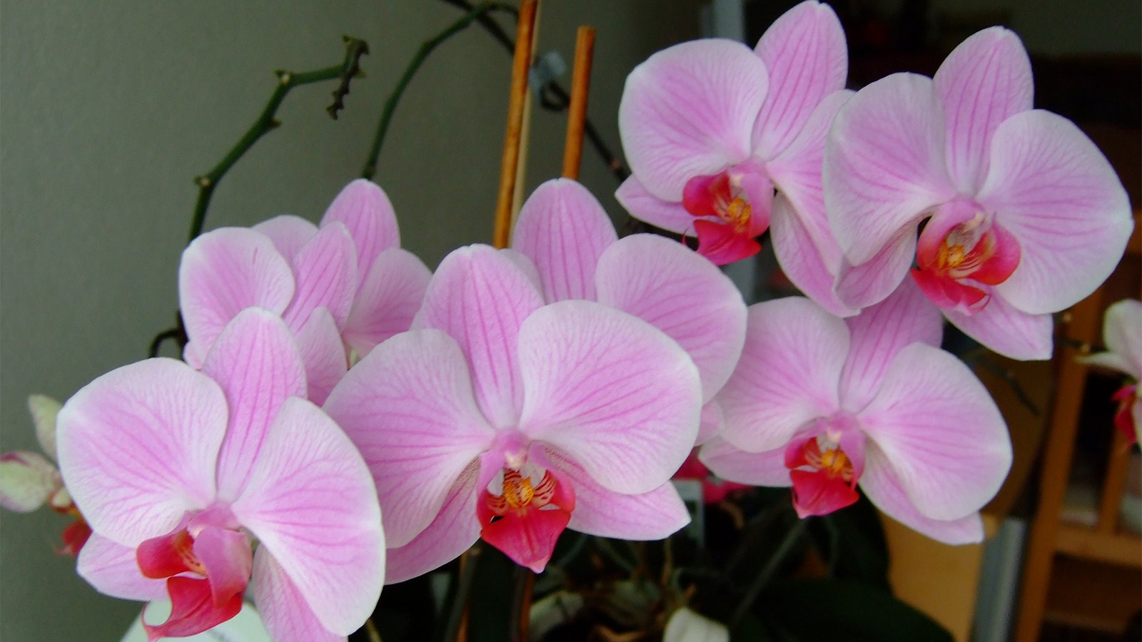 Orchides