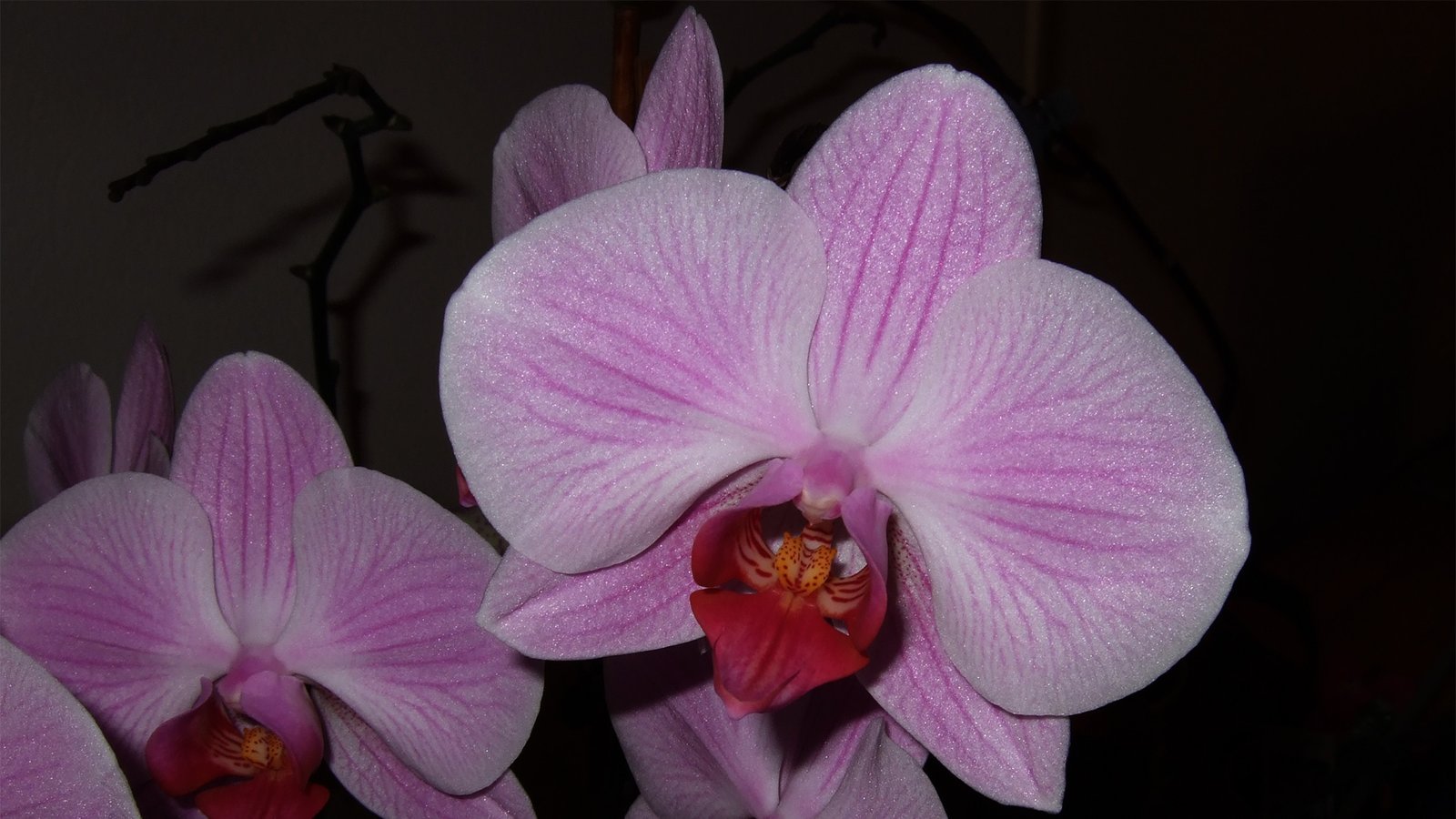 Orchid 02