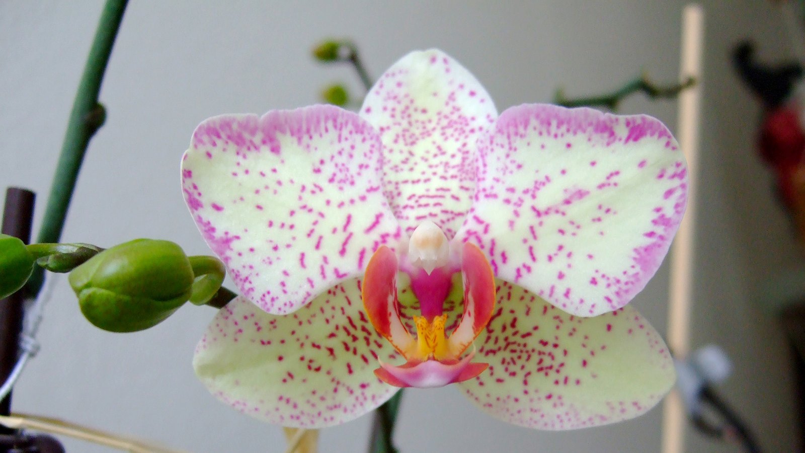 Orchid 08