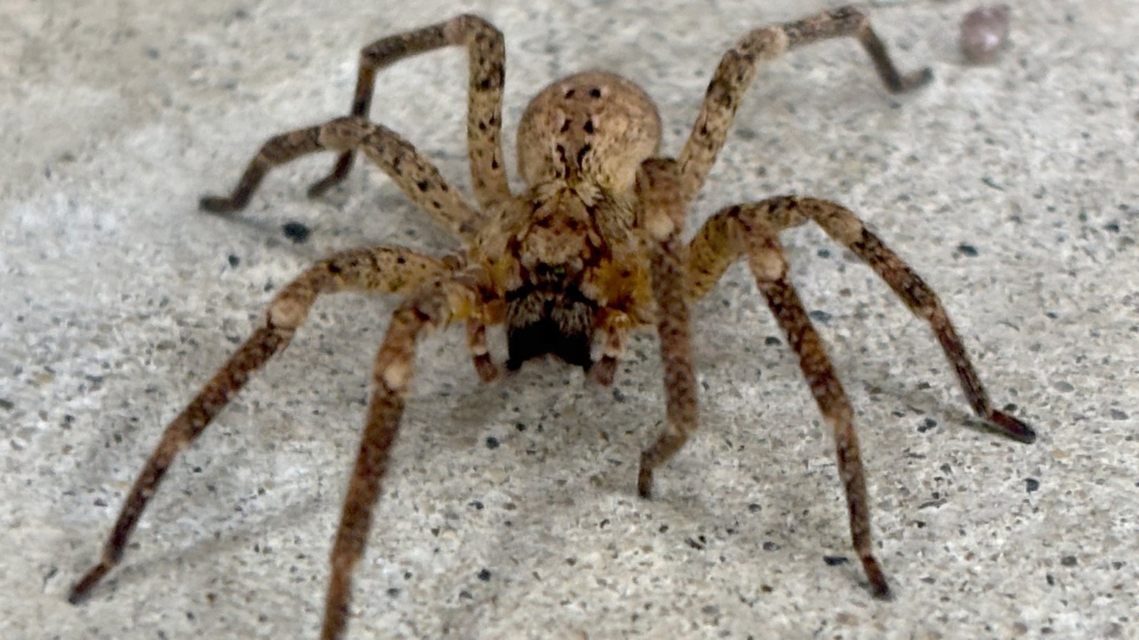 House spider 02