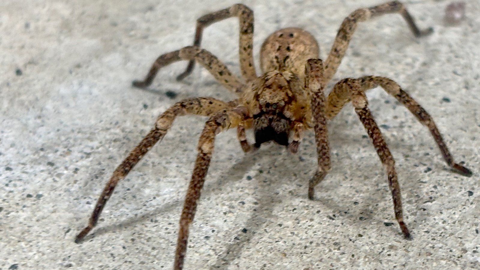 House spider 05