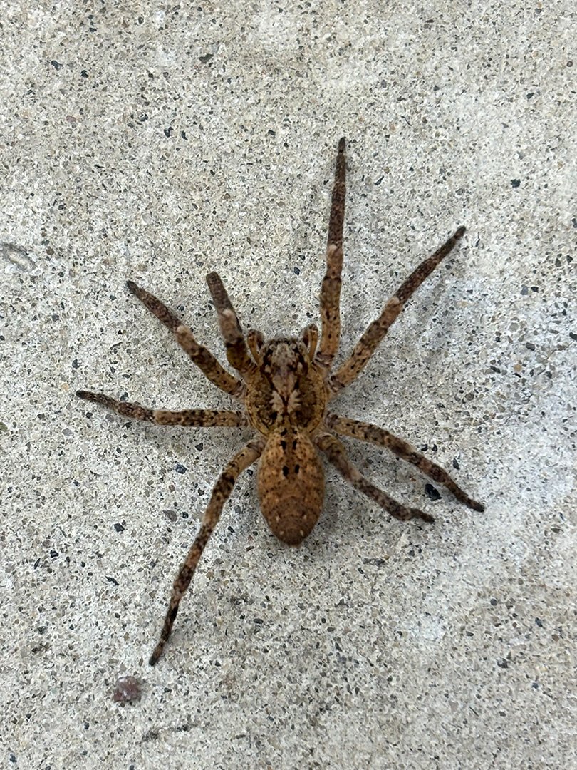 House spider 10
