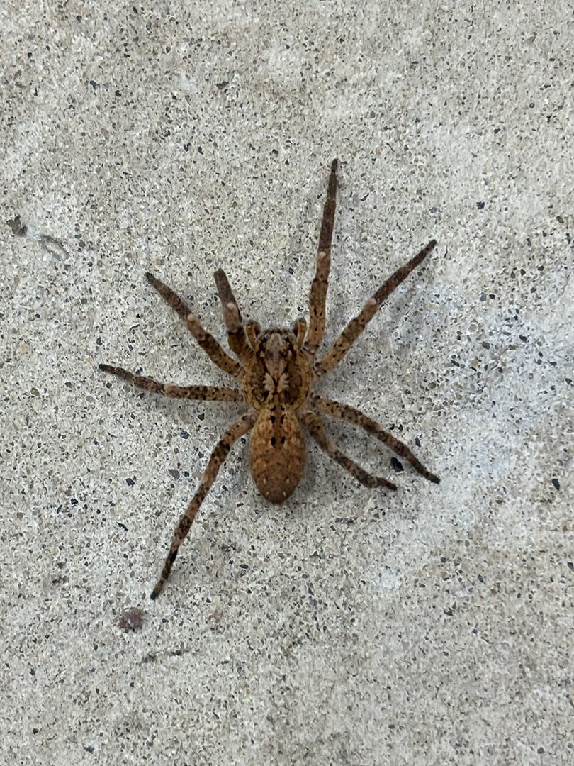 House spider 11