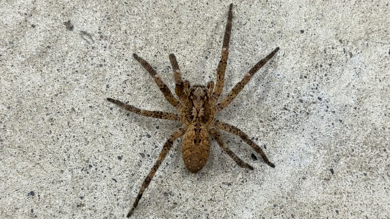 House spider 12