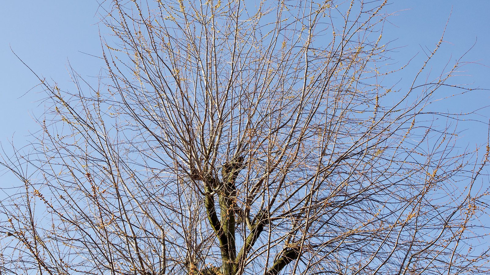 Trees around the house